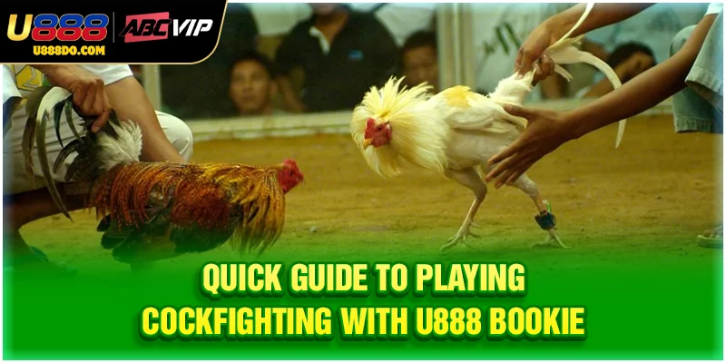 Quick guide to playing cockfighting with U888 bookie