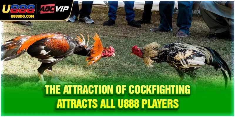 The attraction of cockfighting attracts all U888 players