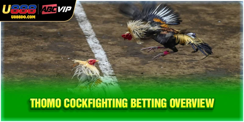 Thomo cockfighting betting overview