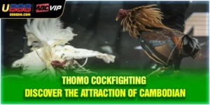 Thomo Cockfighting - Discover The Attraction Of Cambodian