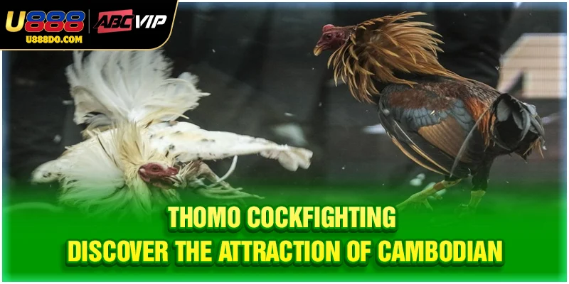 Thomo Cockfighting - Discover The Attraction Of Cambodian