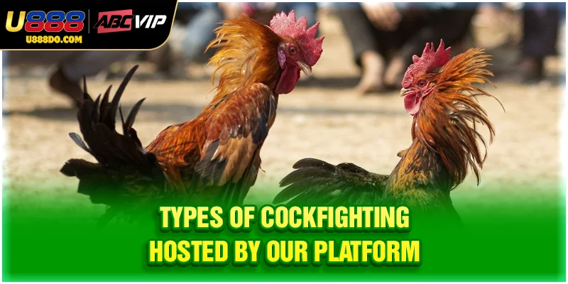 Types of cockfighting hosted by our platform